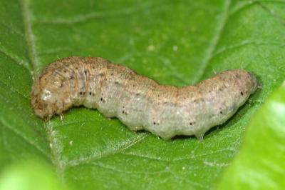 Agrotis puta