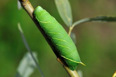 Laothoe populi