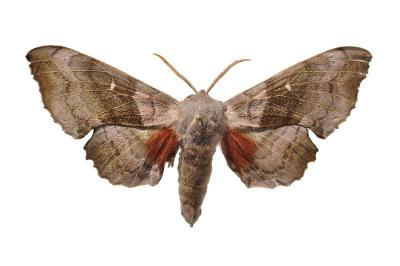 Laothoe populi