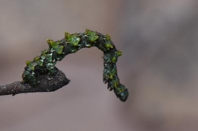 Cleorodes lichenaria