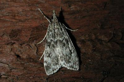 Eudonia truncicolella