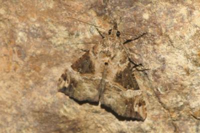 Hypena obsitalis