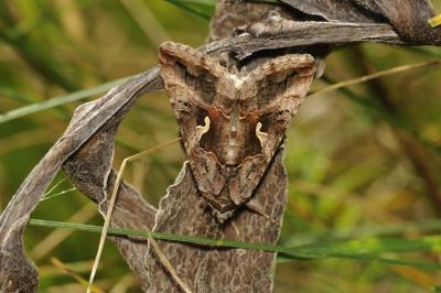 Autographa gamma