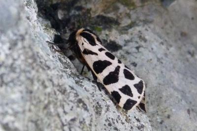 Cymbalophora pudica