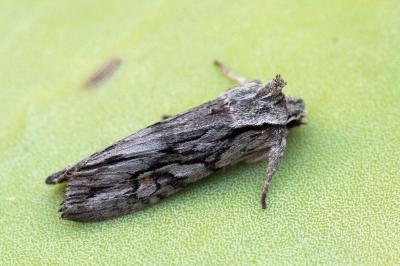 Lithophane leautieri