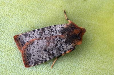 Conistra staudingeri