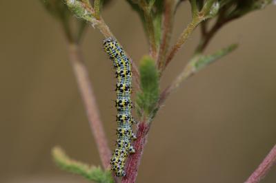 Cucullia tanaceti