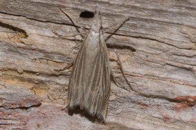 Metacrambus carectellus