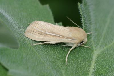 Mythimna litoralis