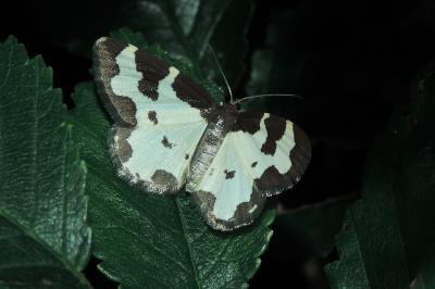 Lomaspilis marginata
