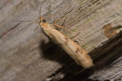 Homoeosoma sinuella