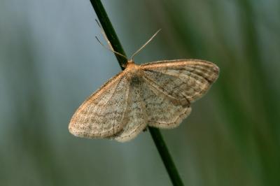 Idaea macilentaria