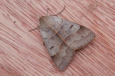 Minucia lunaris