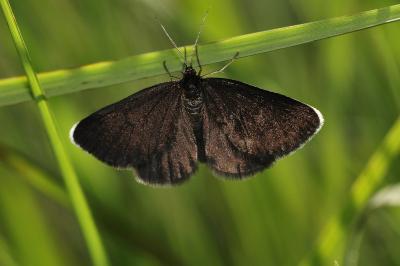 Odezia atrata