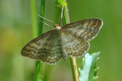 Idaea macilentaria