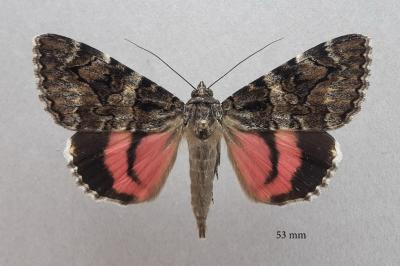 Catocala coniuncta