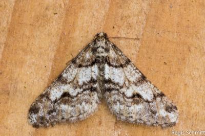 Agriopis leucophaearia