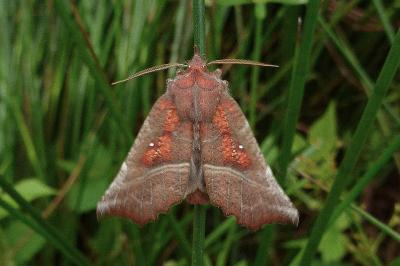 Scoliopteryx libatrix