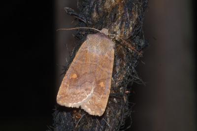 Eupsilia transversa