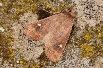 Eupsilia transversa