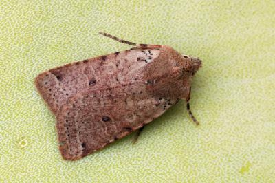 Spudaea ruticilla