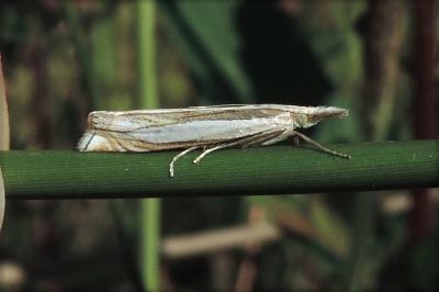 Crambus pascuella