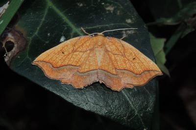 Epione repandaria