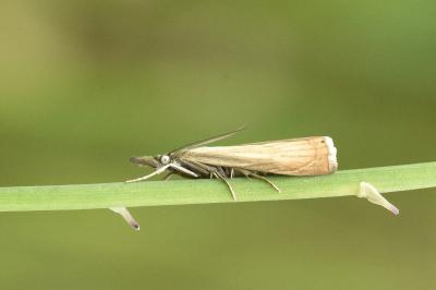 Chrysoteuchia culmella