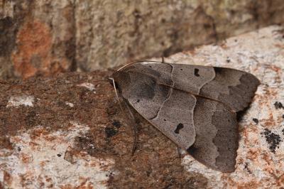 Minucia lunaris