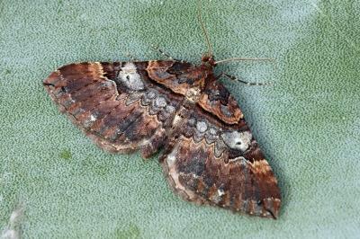 Earophila badiata