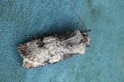 Agrotis puta