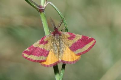 Lythria cruentaria