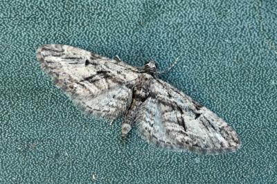 Eupithecia oxycedrata