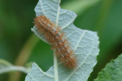 Diaphora mendica