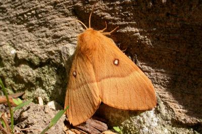Lasiocampa quercus quercus