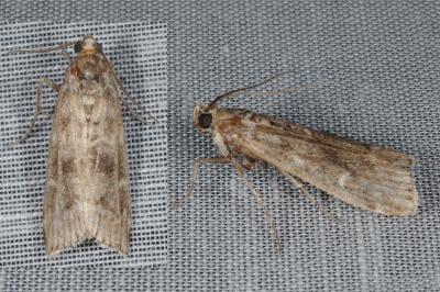 Glyptoteles leucacrinella