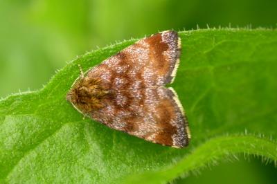 Panemeria tenebrata