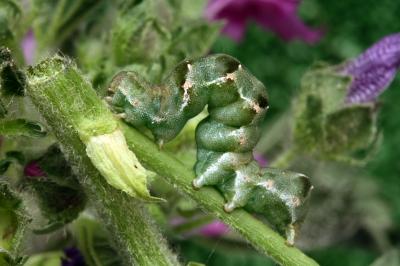 Acontia lucida