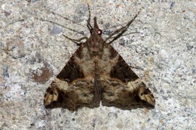 Hypena obsitalis