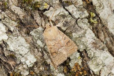 Orthosia miniosa