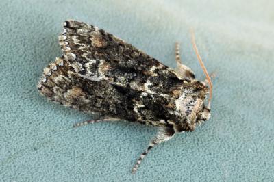 Polyploca ridens