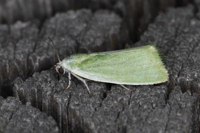 Earias clorana