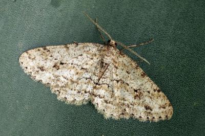 Ectropis crepuscularia