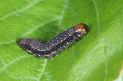 Eupsilia transversa