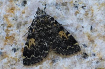 Idia calvaria