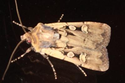 Euxoa obelisca obelisca
