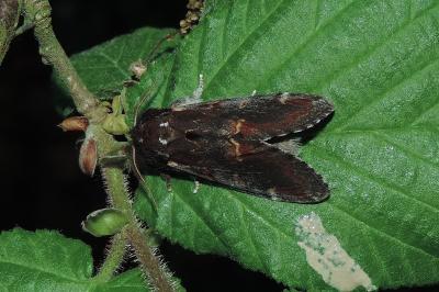 Notodonta dromedarius