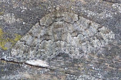 Peribatodes ilicaria ilicaria