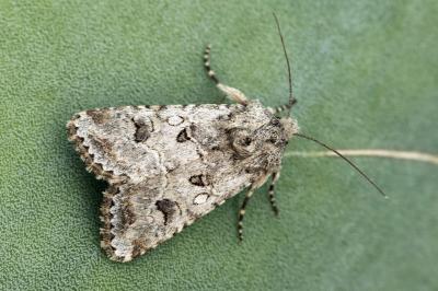 Anarta sodae