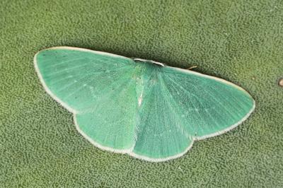Xenochlorodes olympiaria